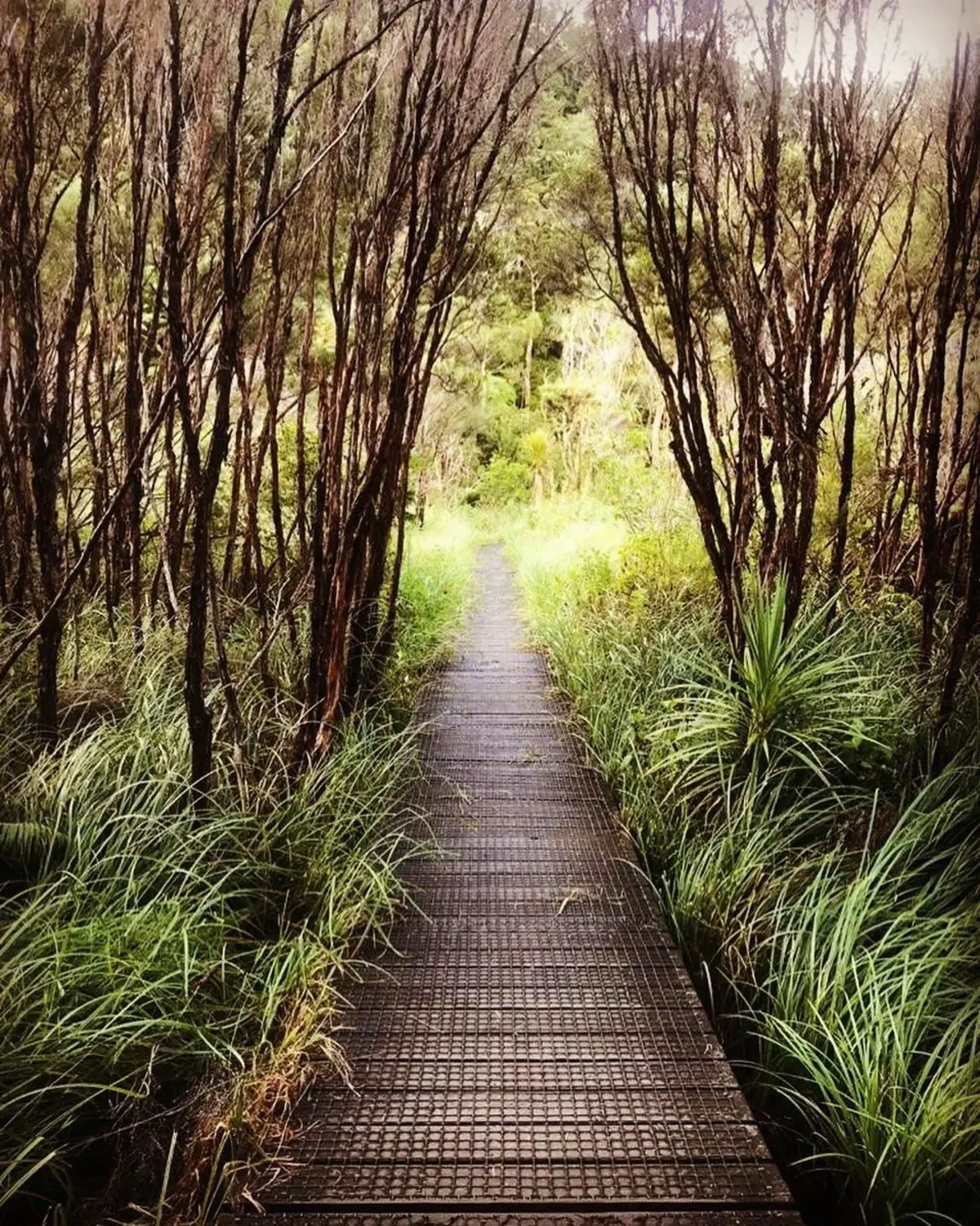 Kaitoke Hot Springs, Great Barrier Island